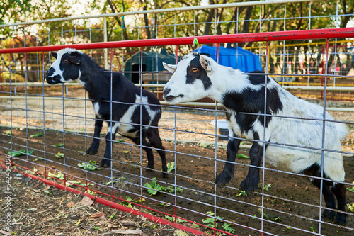 Baby goats being hand fed in their pens at the farm fair exhibition photo