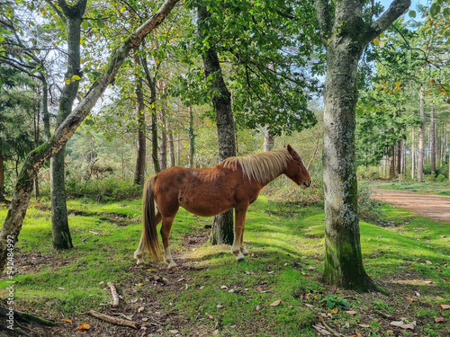 Wild horse walking in the forest in a natural environment