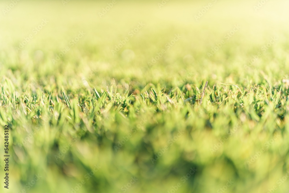 Selective focus view of grass in the field creates an environmental background