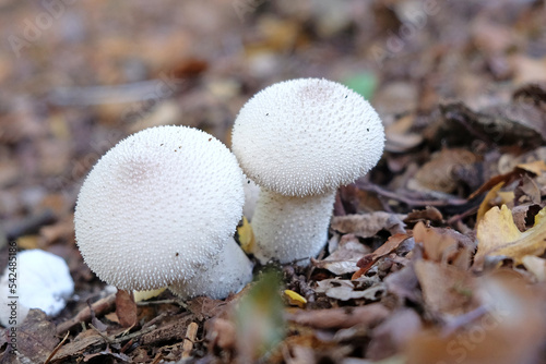 Common Puffball mushrooms growing in leaf litter