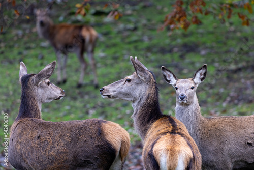 Three red deer standing in natural setting.