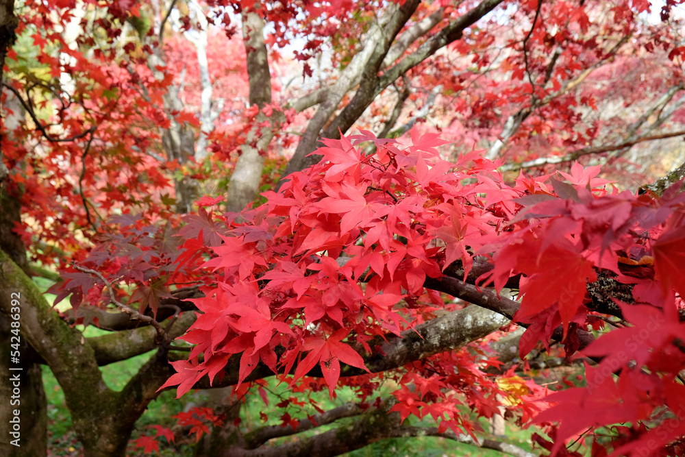 Bright red Japanese maple leaves during the autumn. Bright red Japanese maple leaves during the autumn.