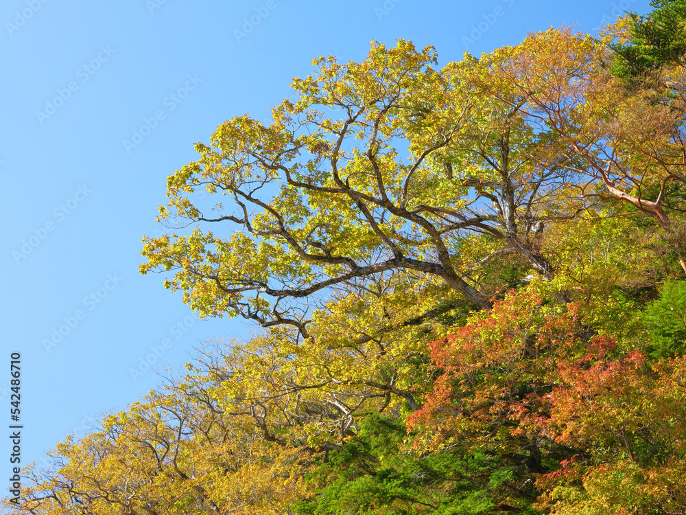 生き生きと伸びる木 生き生きと伸びる木
