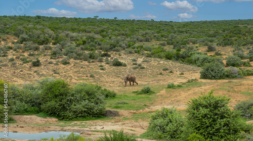 Elefant am Wasserloch in der Wildnis und Savannenlandschaft von Afrika