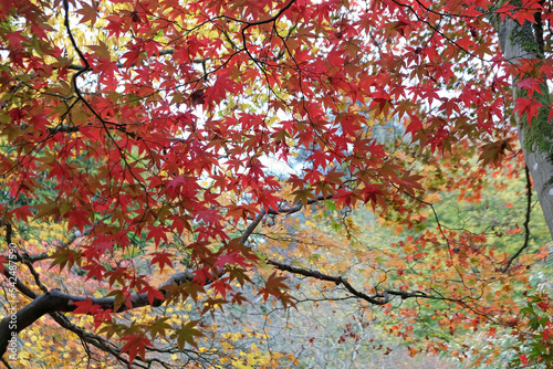 Bright red Japanese maple leaves during the autumn.