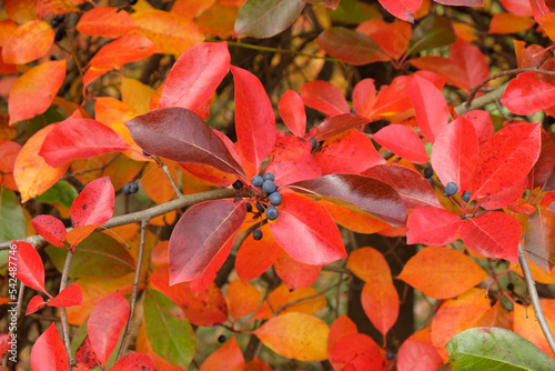Colourful orange and red leaves of the Black Gum Tree during the autumn.