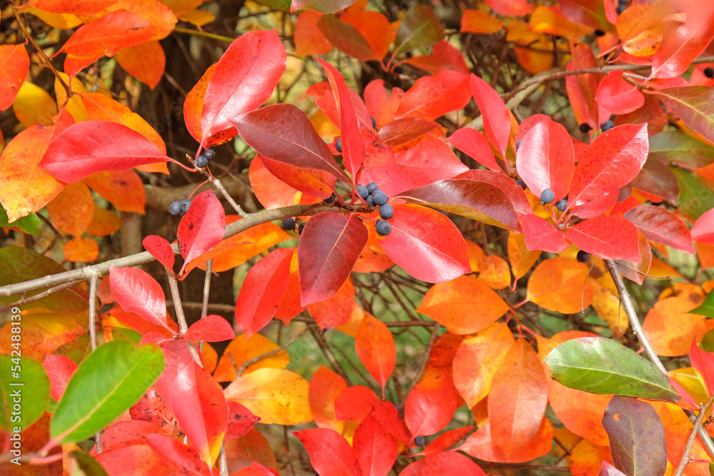 Colourful orange and red leaves of the Black Gum Tree during the autumn.