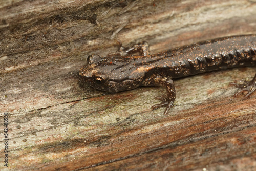 Closeup on a sub-adult , juvenile Clouded salamander, Aneides ferreus sitting on redwood © Henk