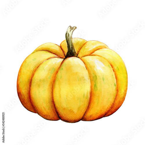 Bright large pumpkin, side view, watercolor illustration 