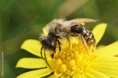 Closeup on a male Grey-backed mining bee, Andrena vaga emerging too soon due to climate change