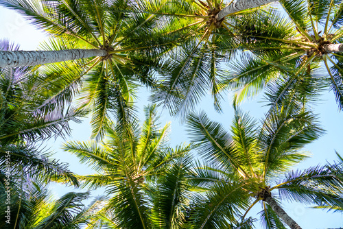 Scenic view of palm trees and blue sky, Hamilton Island, Australia