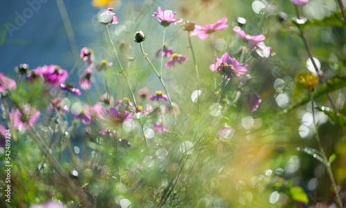 dewy cosmos flowers and grass with nice soft artistic bokeh - autumnal picture