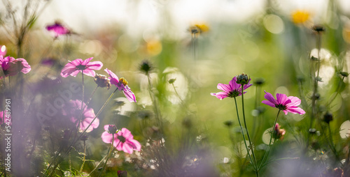 dewy cosmos flowers and grass with nice soft artistic bokeh - autumnal picture