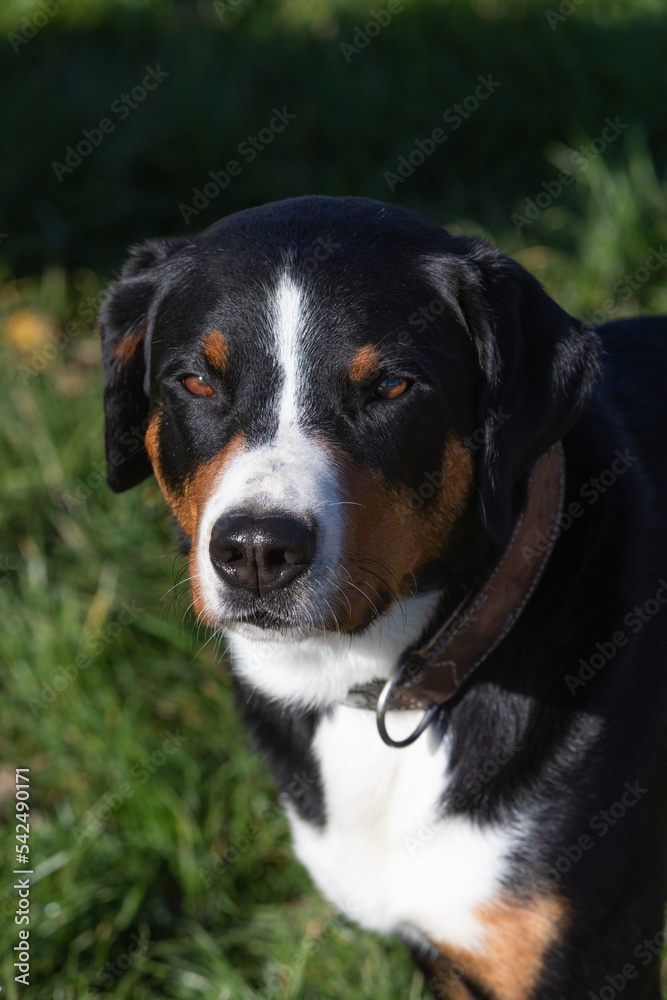dog portrait of a appenzeller mountain dog dog portrait of a appenzeller mountain dog