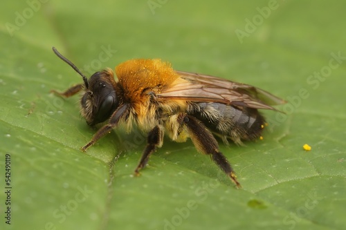 Closeup on a furry brown female grey-patched mining bee, Andrena nitida sitting on a green leaf © Henk