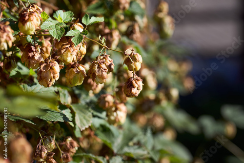 Green hops branch autumn closeup. Green hops beer ingredient. Agriculture Cannabaceae, Humulus lupulus, Hops, Bine, Hop, Common hop, Common hops, Etched Hopfauf, European Hop, Hop-vine Hamei. photo
