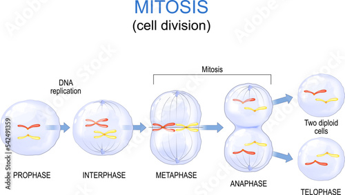 mitosis cell division