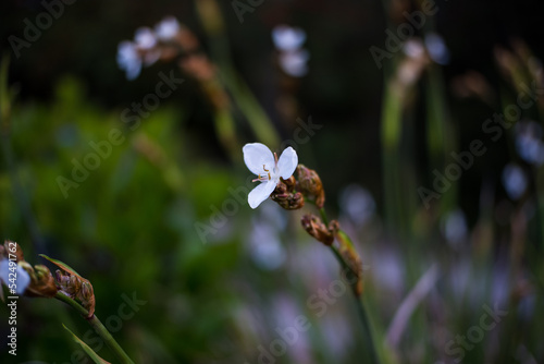 Libertia chilensis