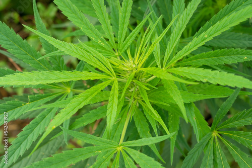Fototapeta Naklejka Na Ścianę i Meble -  Medical cannabis marijuana, jointed herb drugs.
