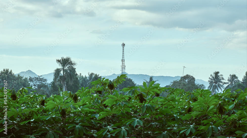 Obraz premium Cassava garden with signal tower background