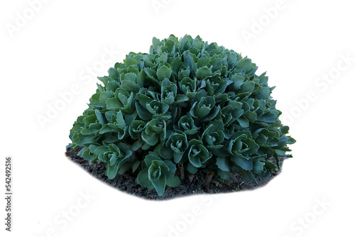 Cuadro en lienzo Sedum clavatum or stonecrop. Sedum clavifolium.