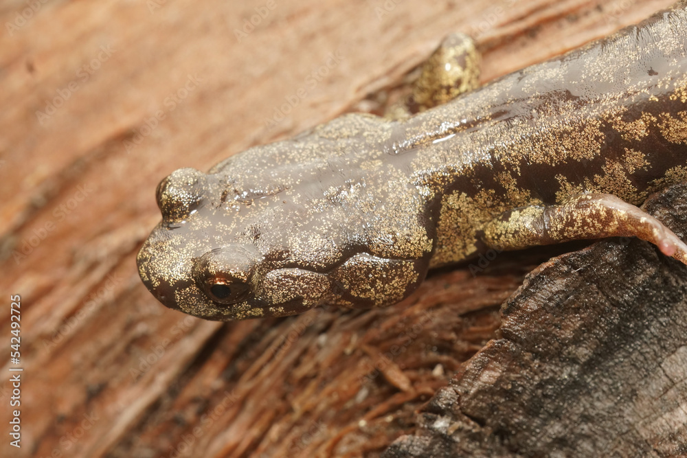 Fototapeta premium Closeup on a gorgeous colored adult Clouded salamander, Aneides ferreus in northern California