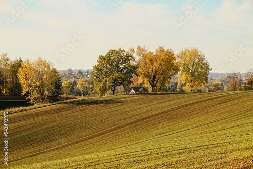 autumn in the wheat field