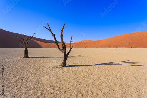 Deadvlei, white clay pan located inside the Namib-Naukluft Park in Namibia.Africa.