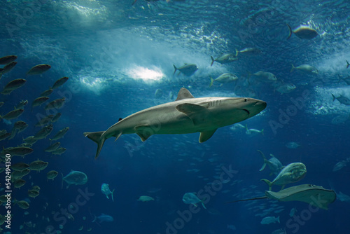 Aquarium shark passing by © Zacarias da Mata