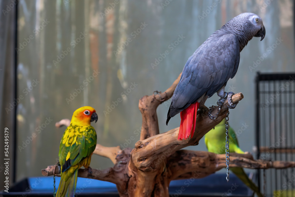 Obraz premium African Gray parrot and Sun Conure on artificial tree trunk