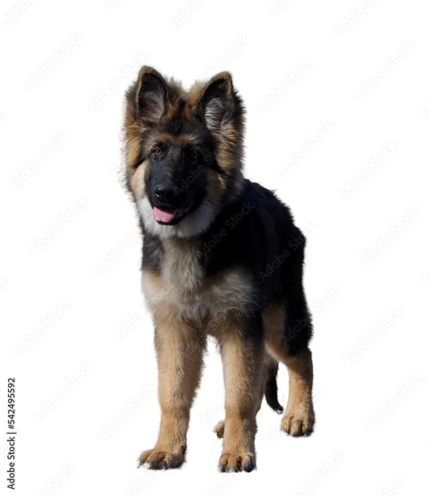 Cute young German shepherd dog watching something on a white background in France. Cute young German shepherd dog watching something on a white background in France.