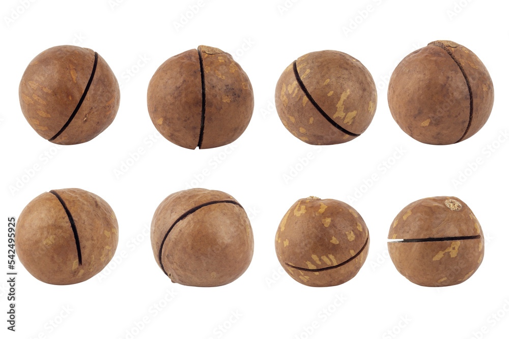 macadamia nuts, isolate macadamia nuts, isolate