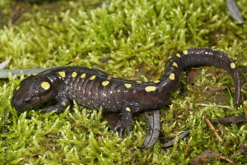 Closeup on an adult male North-American Spotted mole salamander, Ambystoma maculatum