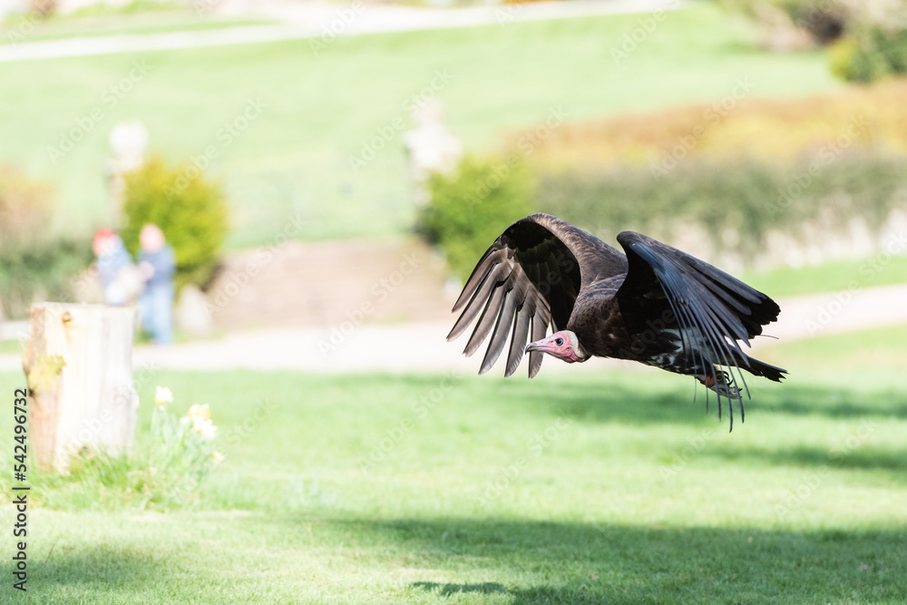 Obraz premium A Vulture in Flight
