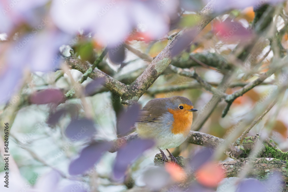 Robin Redbreast in the Garden Robin Redbreast in the Garden