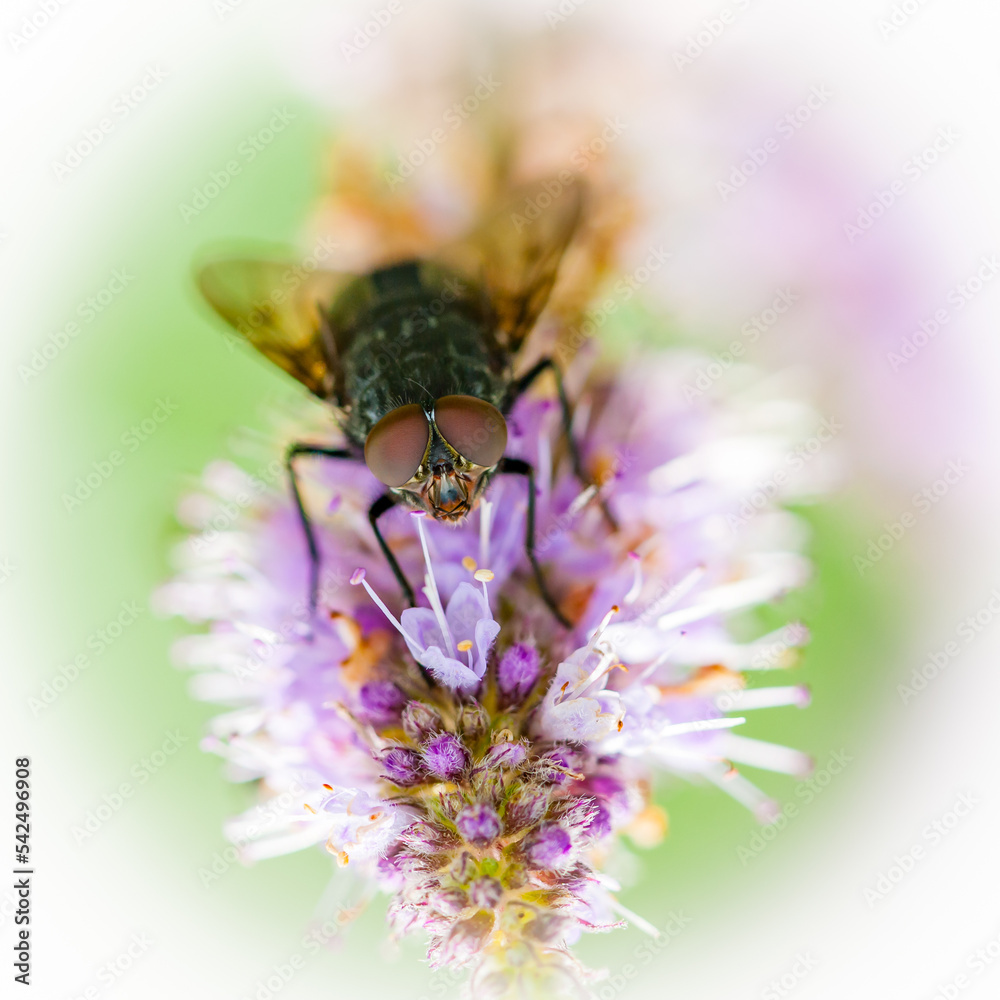 A common fly sitting on Clover A common fly sitting on Clover