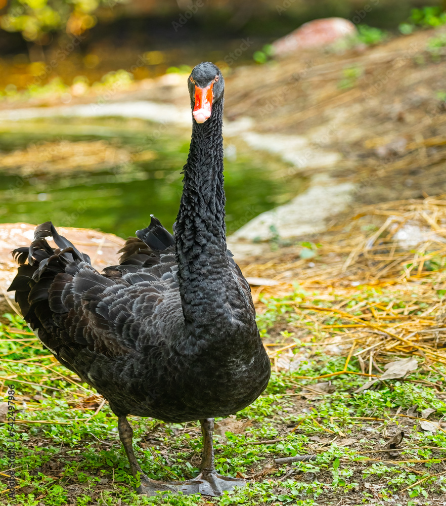 A Black Swam looking into Camera A Black Swam looking into Camera
