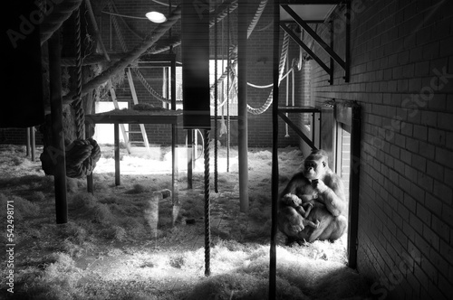 Fényképezés Gorilla and baby in captivity
