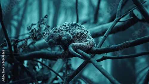 Closeup shot of a Brazilian porcupine at Papiliorama zoo - Coendou prehensilis photo