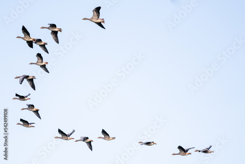 Geese flying in formation with negative space