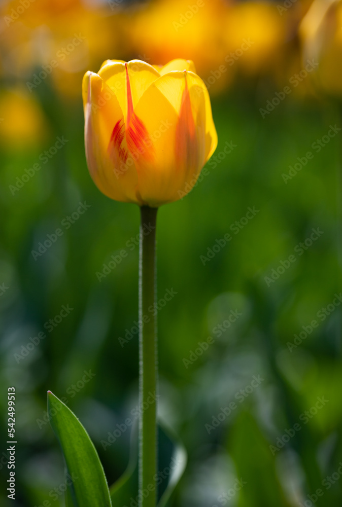 tulip in the garden red yellow tulip in the garden red yellow