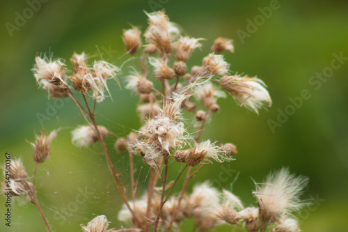 Closeup of fluffy creeping thistle seeds with green blurred background