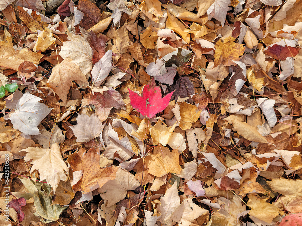 Single red maple leaf on brown leaves on the ground