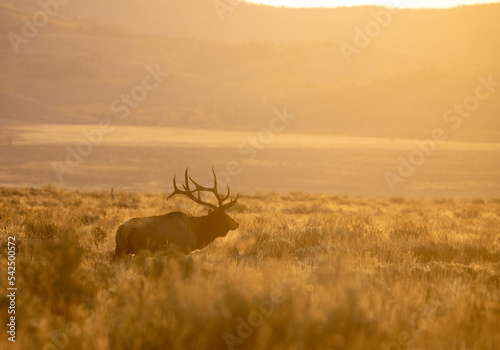 Bull Elk at Sunrise During the Fall Rut in Wyoming © natureguy
