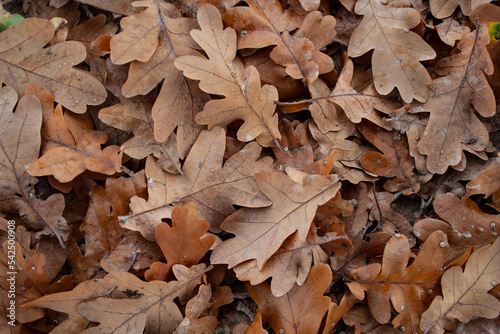 Brązowe liście dębu leżące na ziemi. widok z góry.
