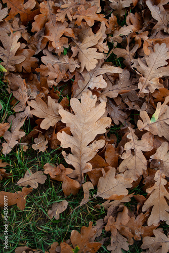 Brązowe liście dębu leżące na ziemi. widok z góry.