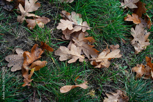 Brązowe liście dębu leżące na trawie, widok z góry.