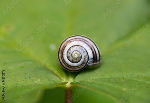 snail on a leaf spiral shell  photo