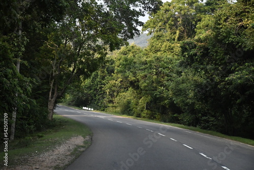 Forest road in sri lanka, habarana photo