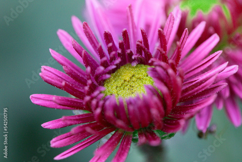 A close up photo of a bunch of dark pink chrysanthemum flowers with yellow centers and white tips on their petals.